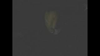 Минет жены видео смотреть